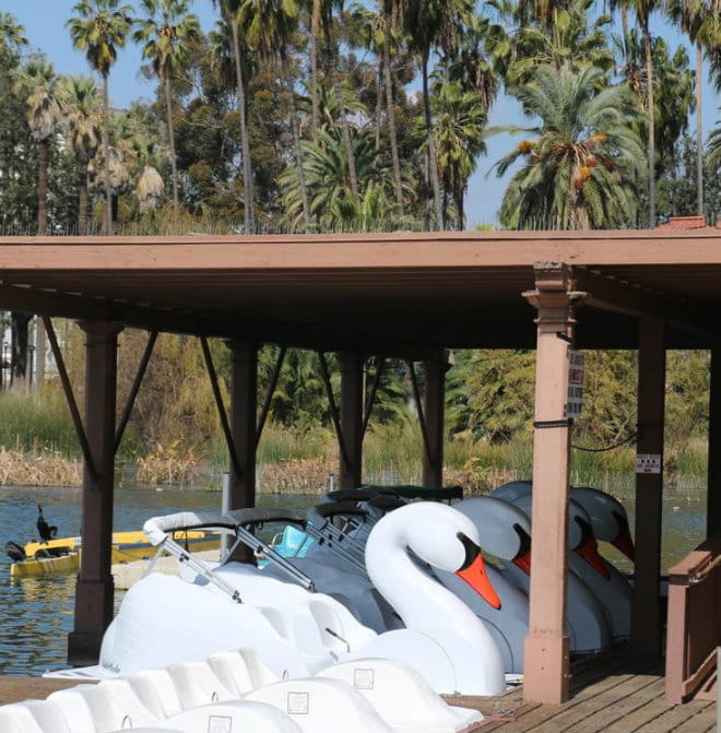 Swans docked at the Echo Park Boathouse | Photo by Martin Cox